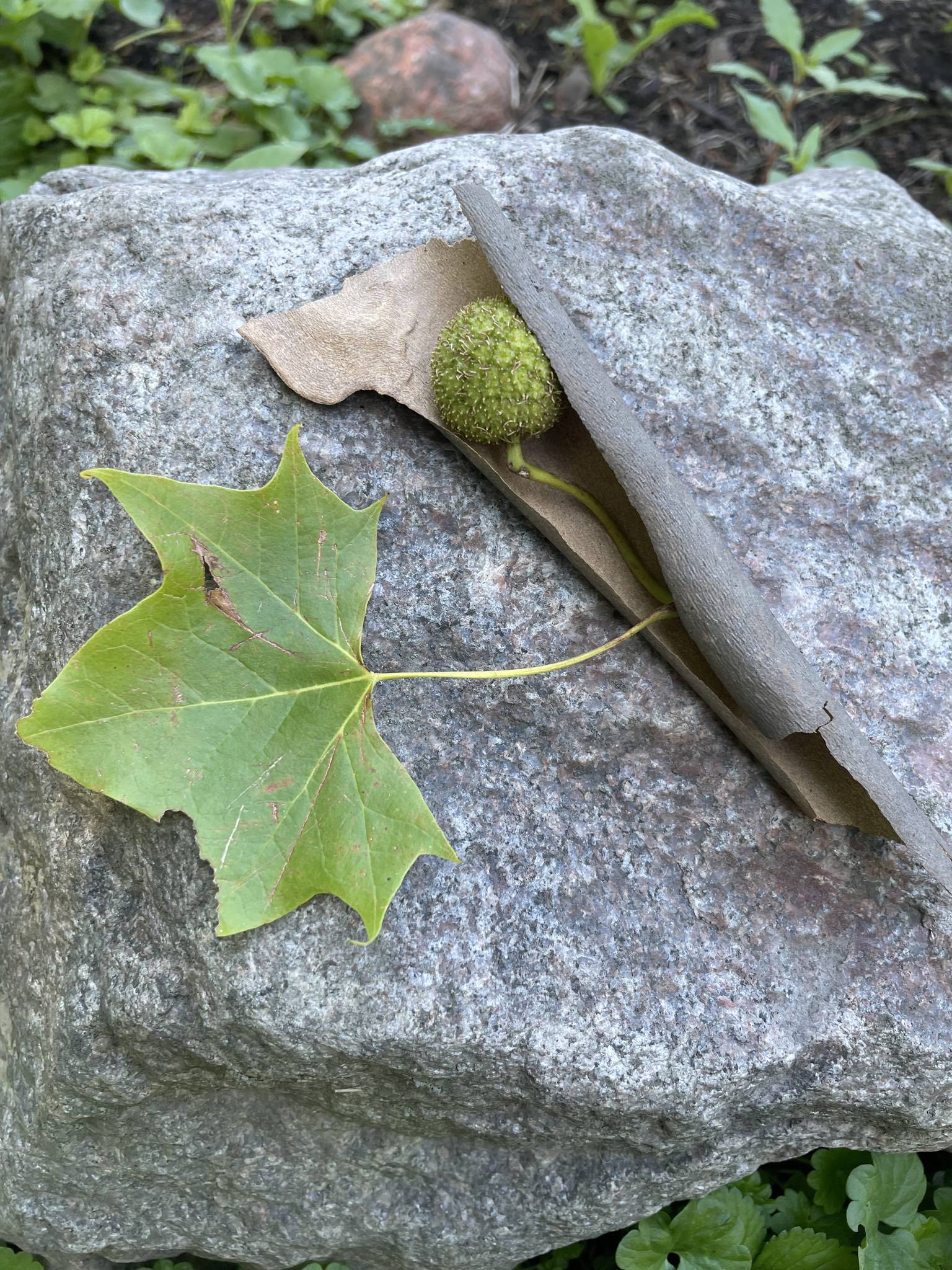 Platanus occidentalis